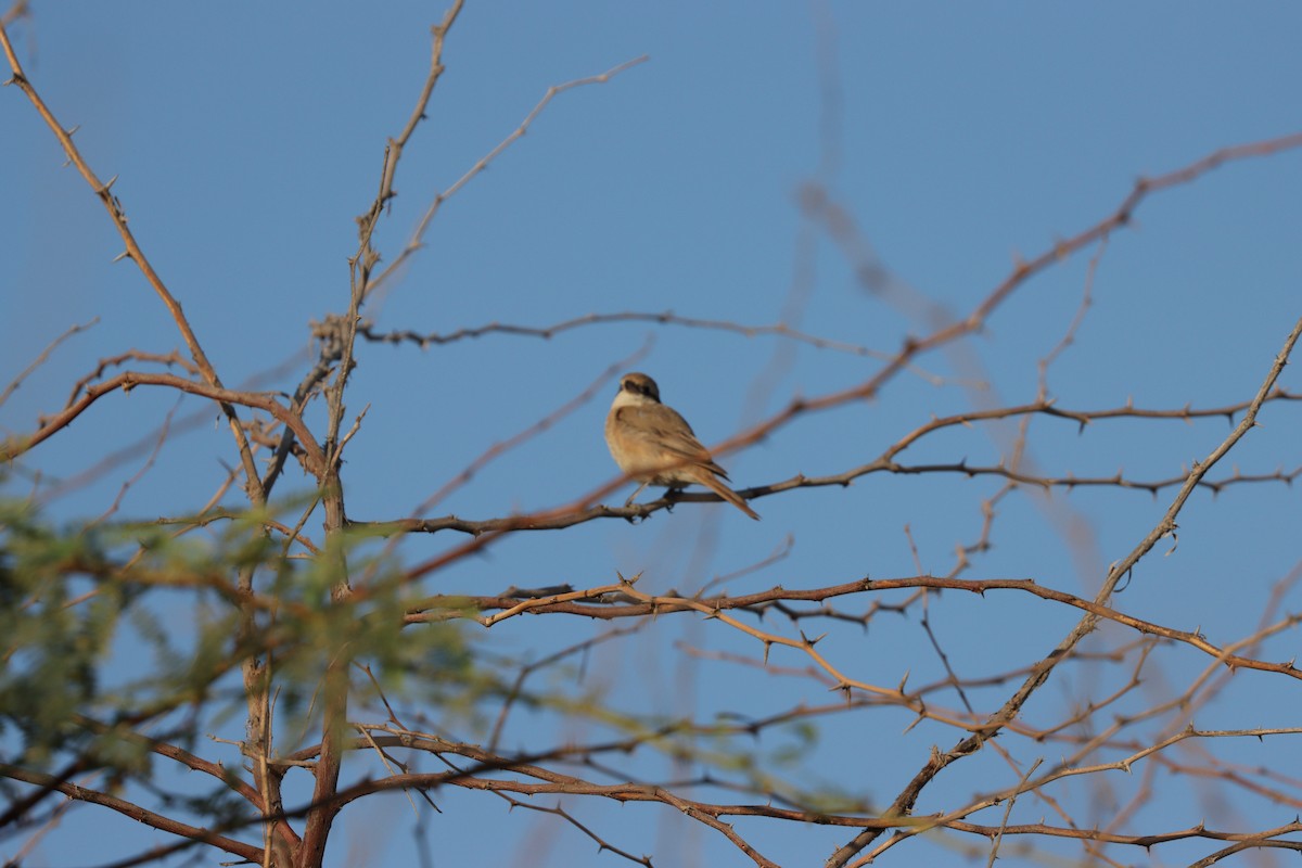 Isabellwürger - ML645697628