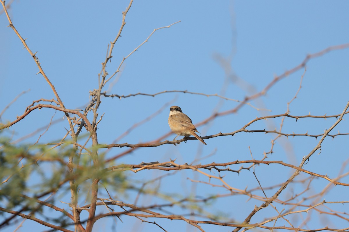 Isabellwürger - ML645697629