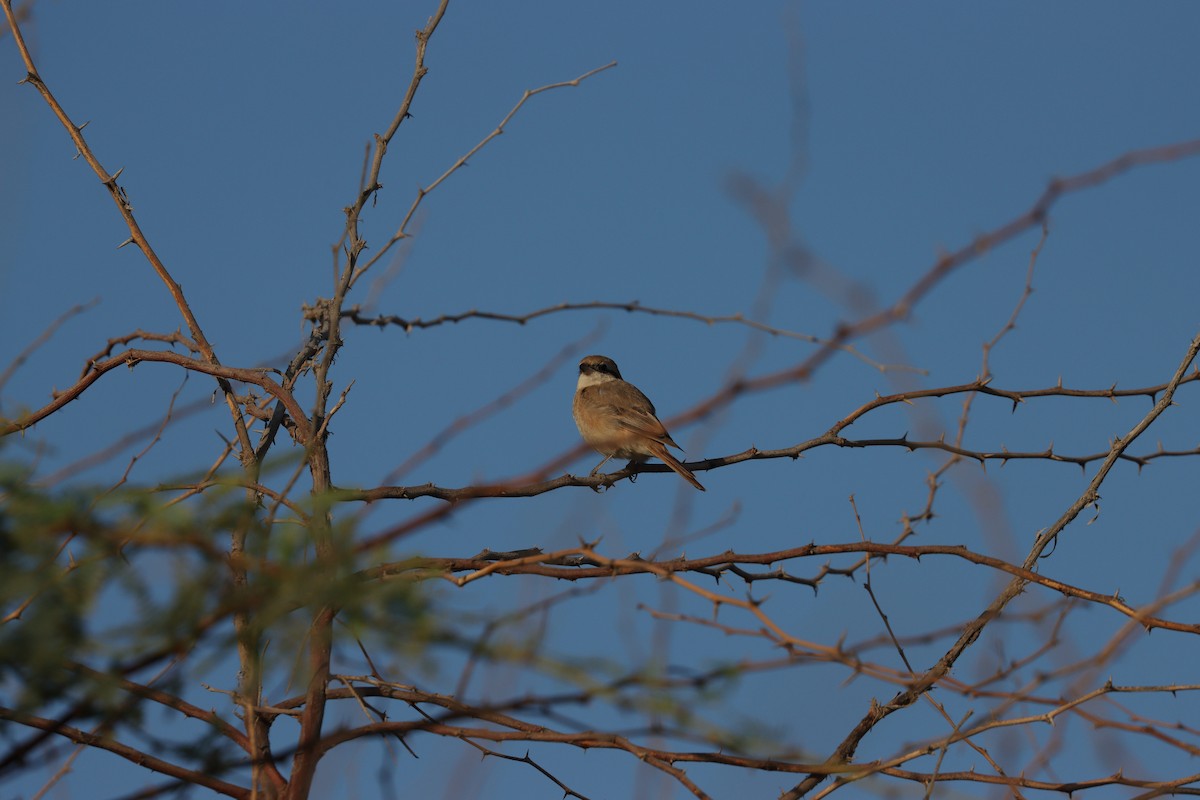 Isabellwürger - ML645697630