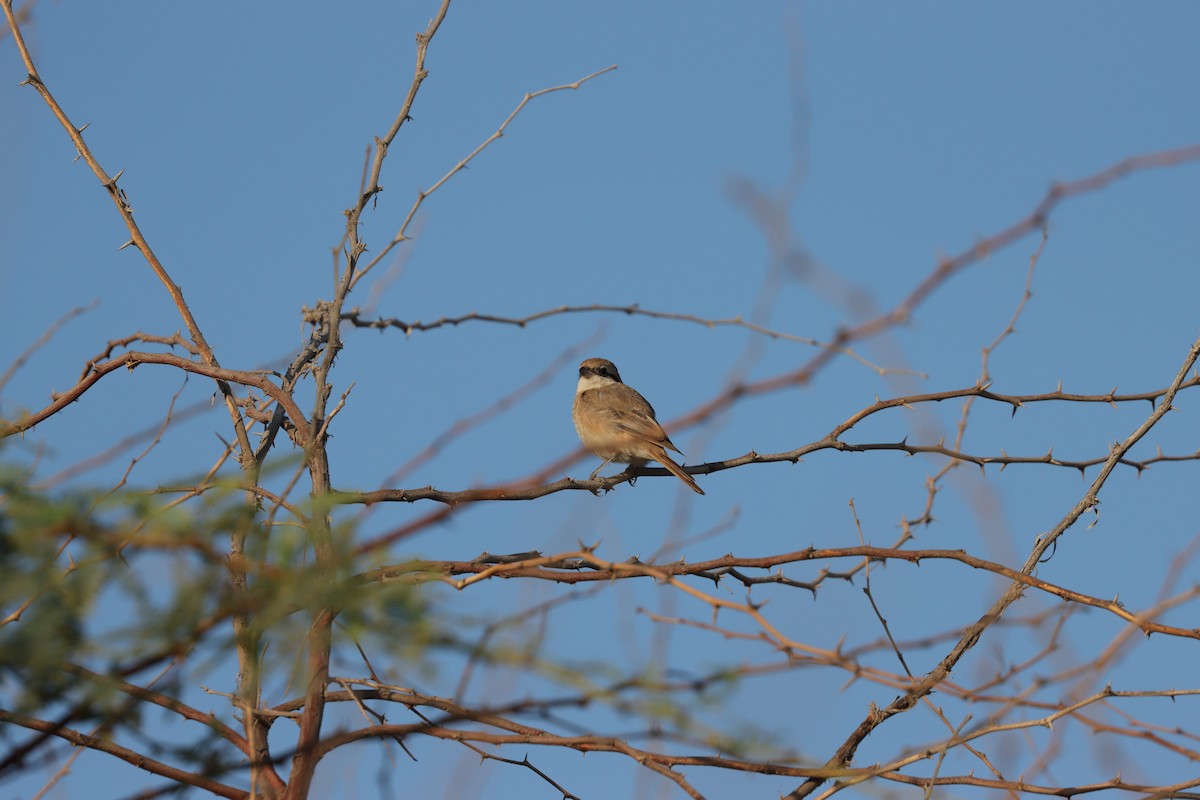 Isabellwürger - ML645697631