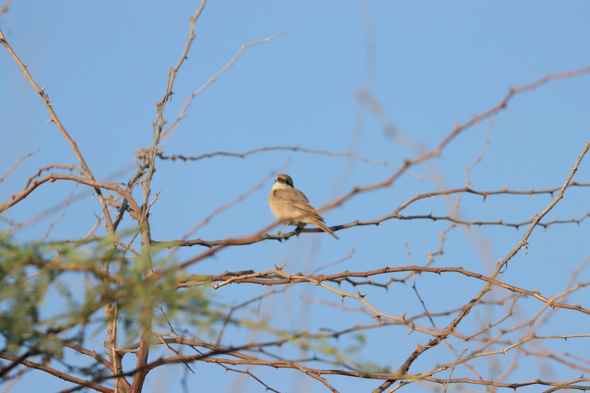 Isabellwürger - ML645697632