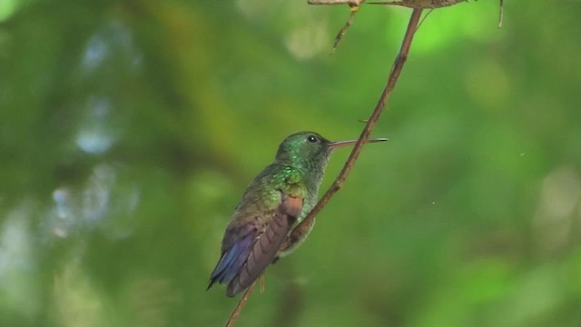 Амазилія-берил синьохвоста - ML645697637