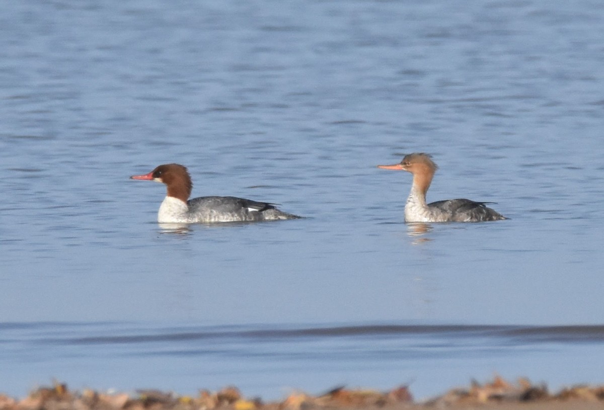 Common Merganser (North American) - ML645697644