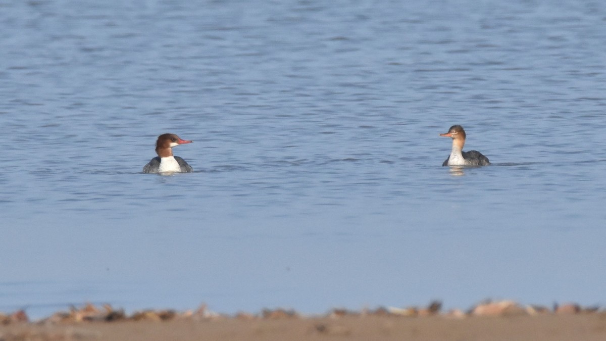 Common Merganser (North American) - ML645697645