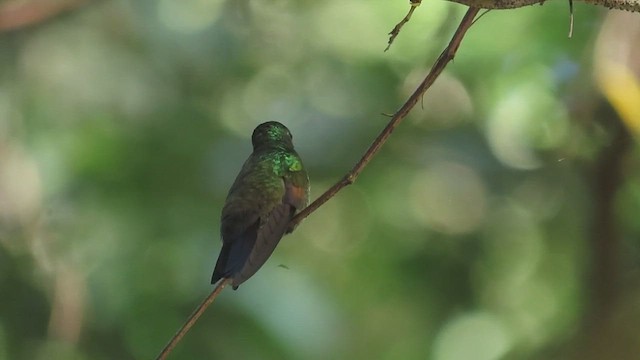 Амазилія-берил синьохвоста - ML645697653