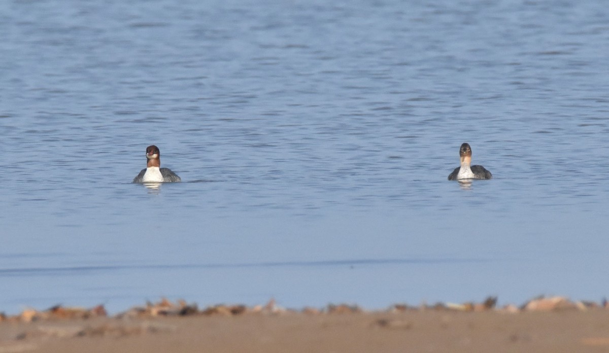 Smergo minore - ML645697655