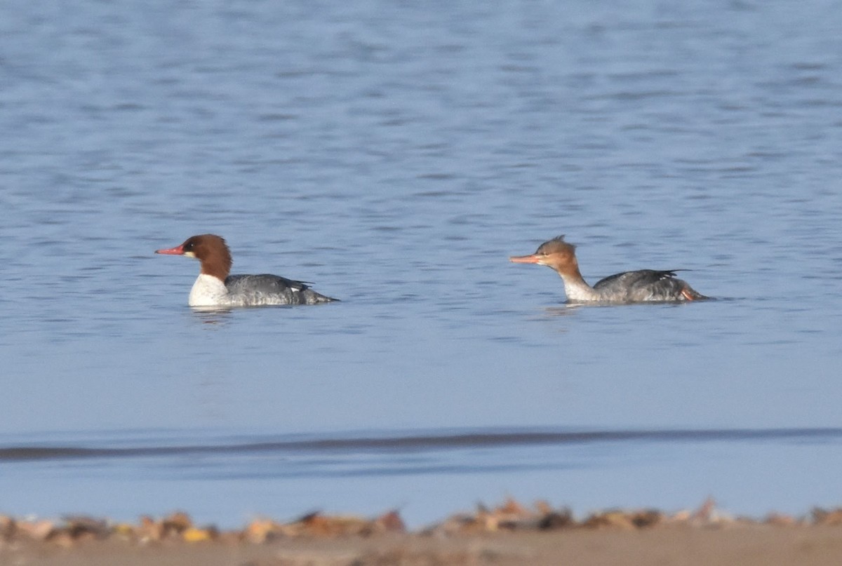 Smergo minore - ML645697656