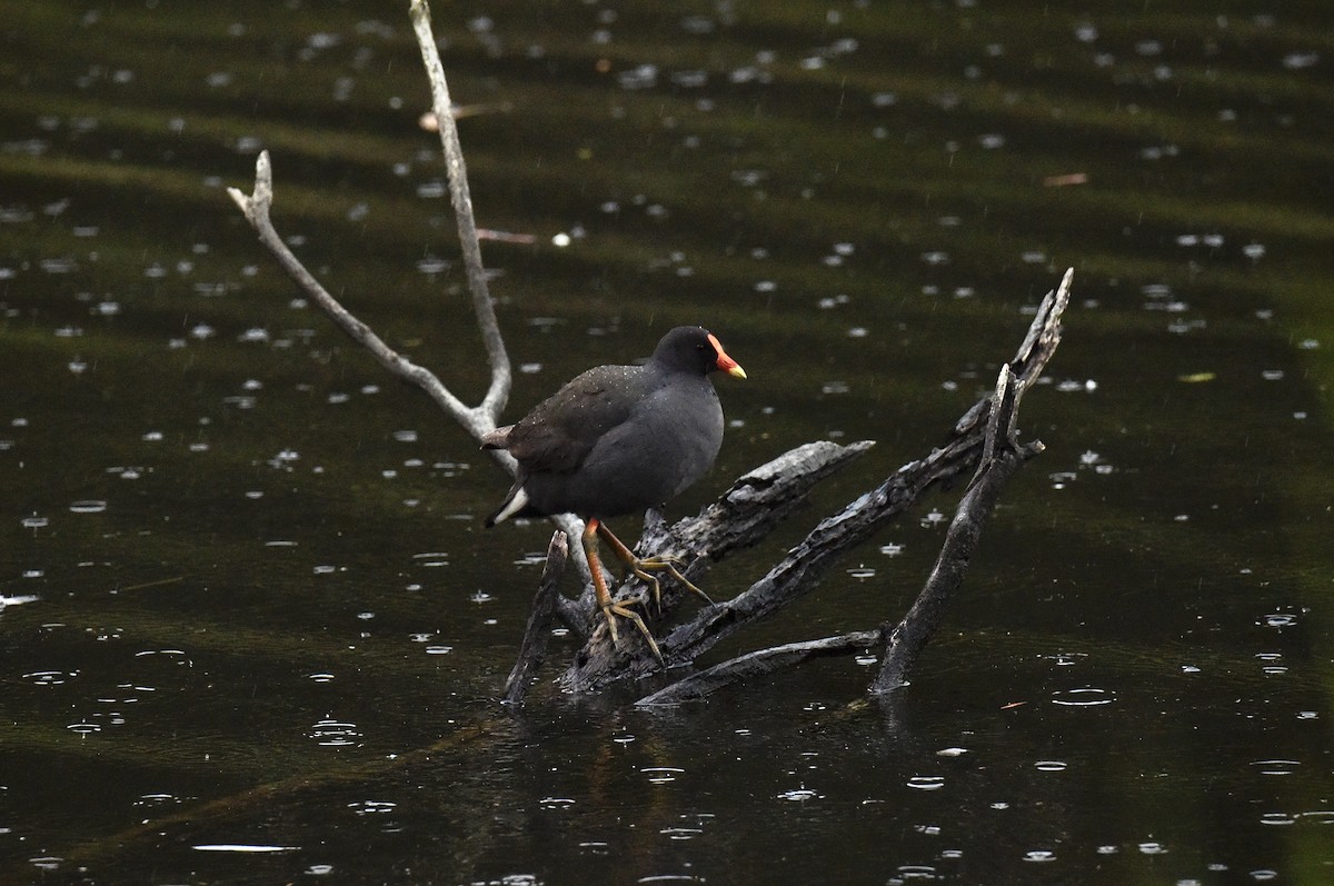 Dusky Moorhen - ML645697666