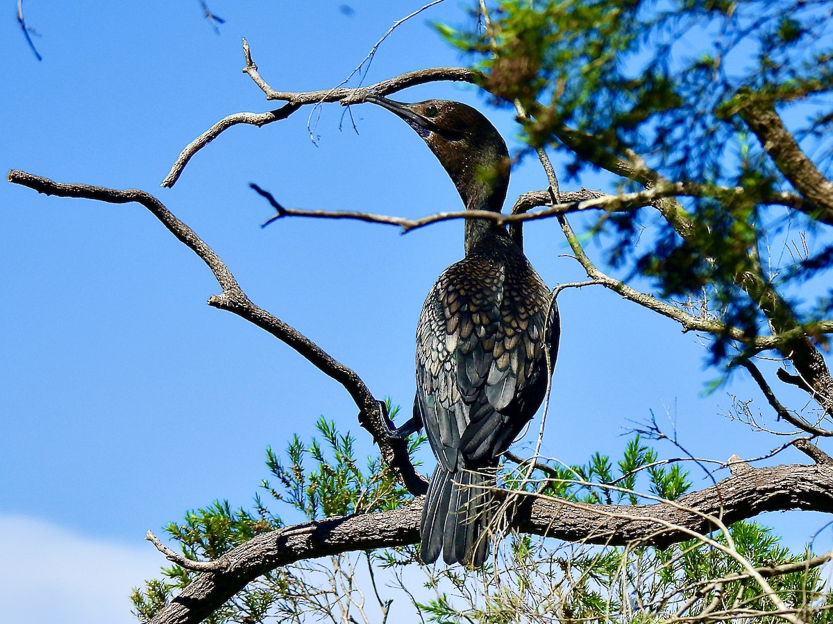 Little Black Cormorant - ML645697667