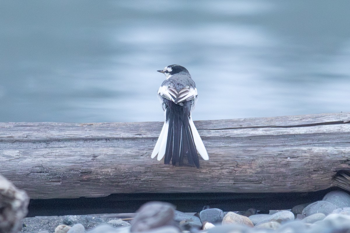 White Wagtail - ML645697676