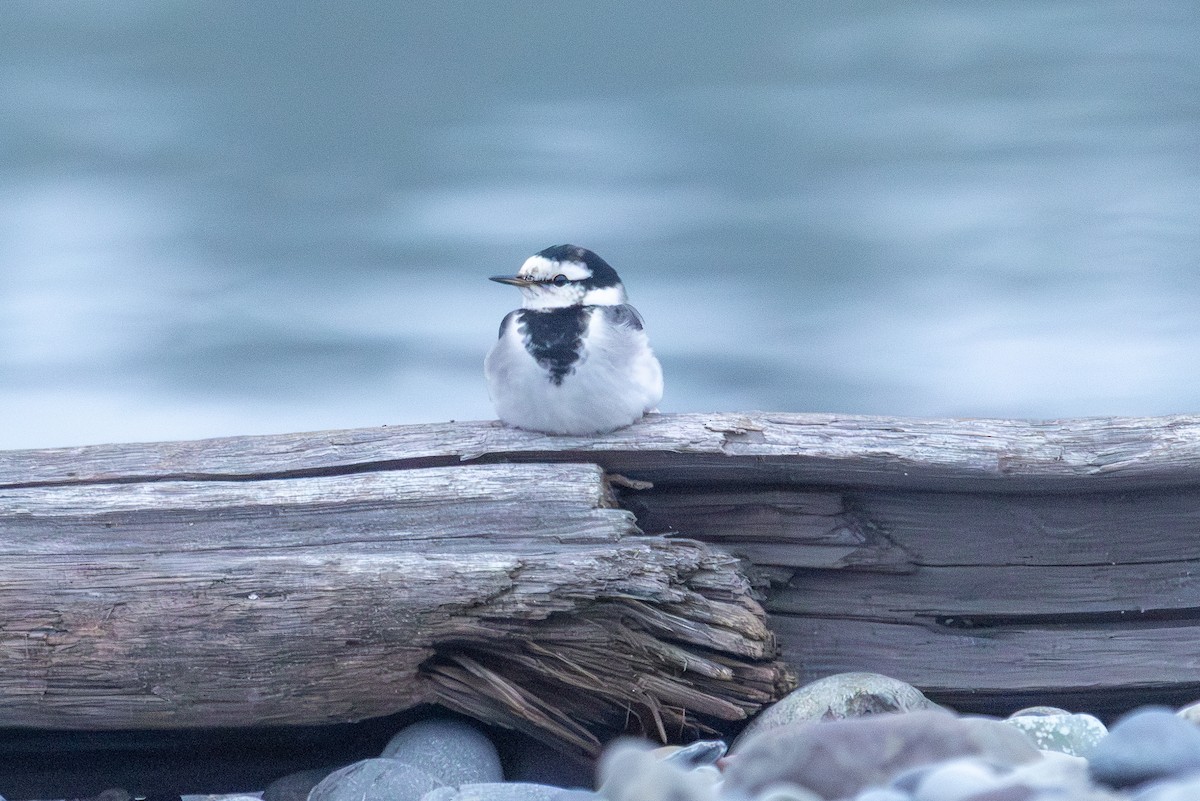 White Wagtail - ML645697684