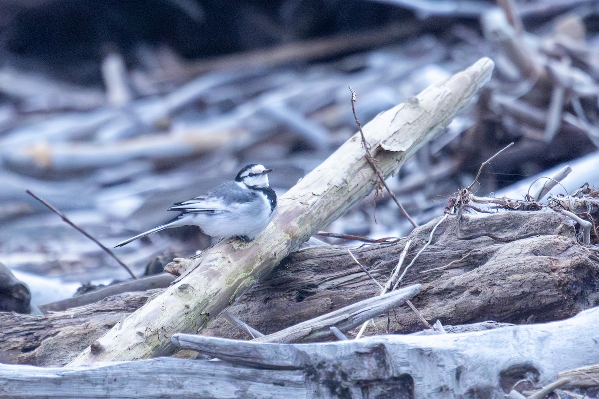 White Wagtail - ML645697685