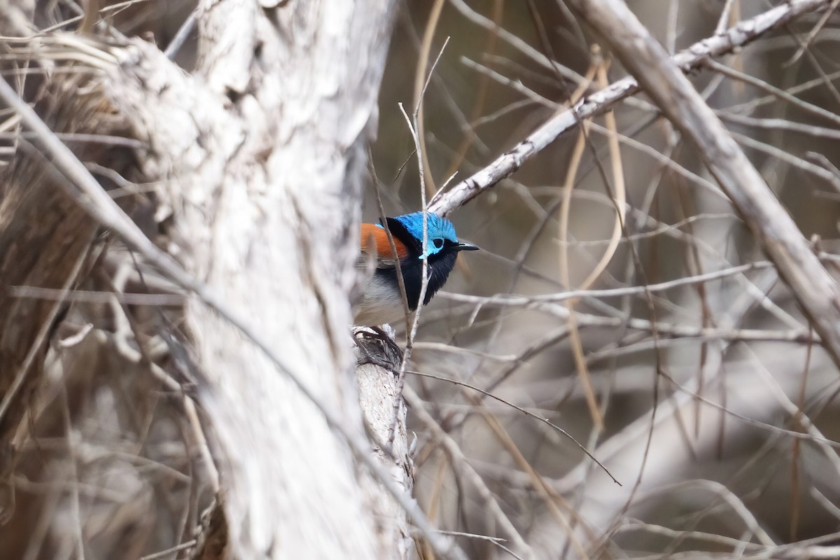 Red-winged Fairywren - ML645697686