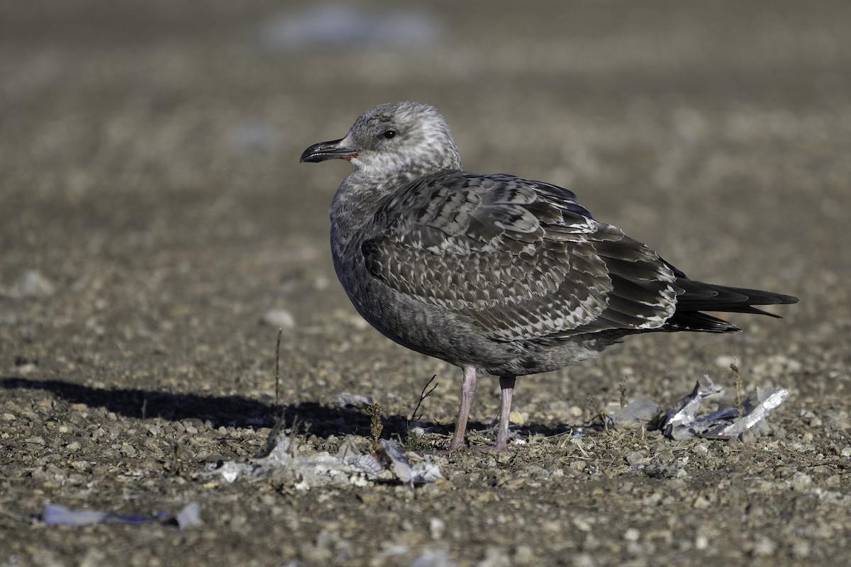 American Herring Gull - ML645697687