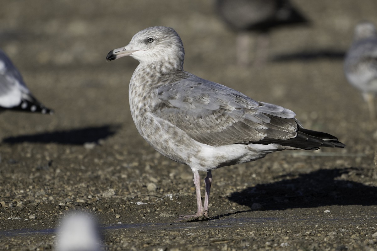 American Herring Gull - ML645697697