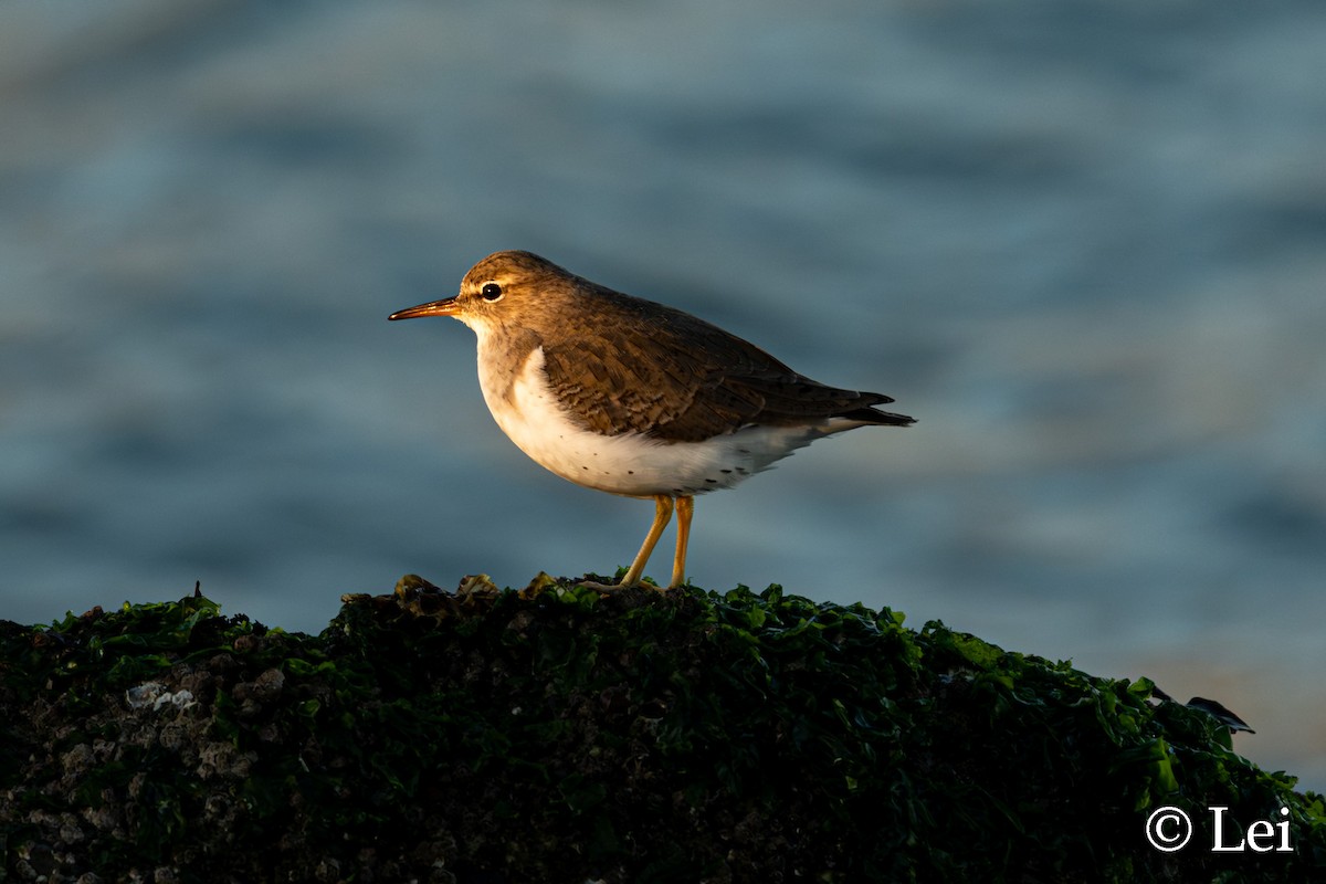 Spotted Sandpiper - ML645697701