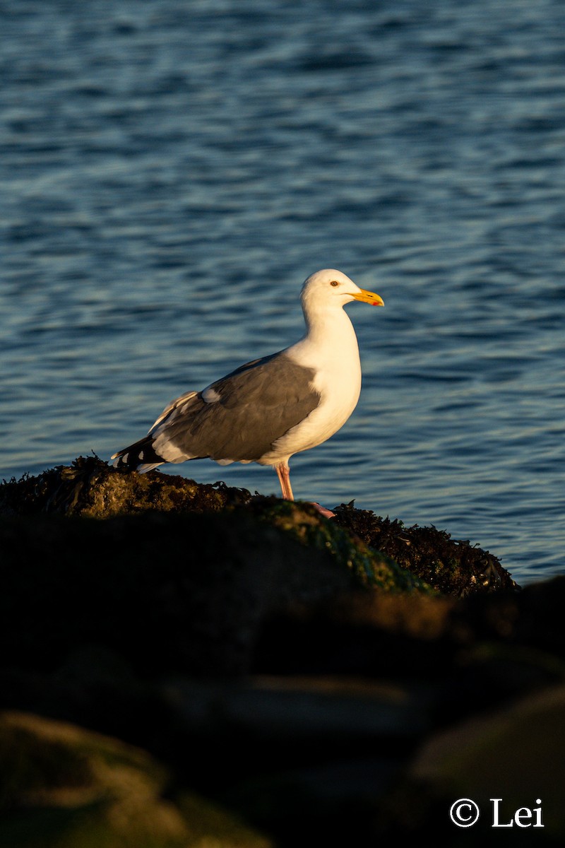 アメリカオオセグロカモメ - ML645697713