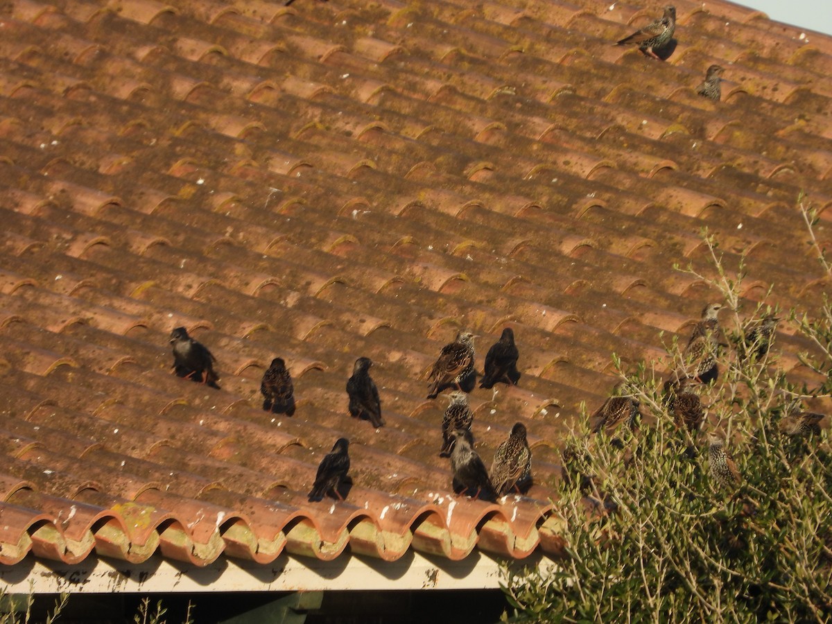 歐洲椋鳥 - ML645697714