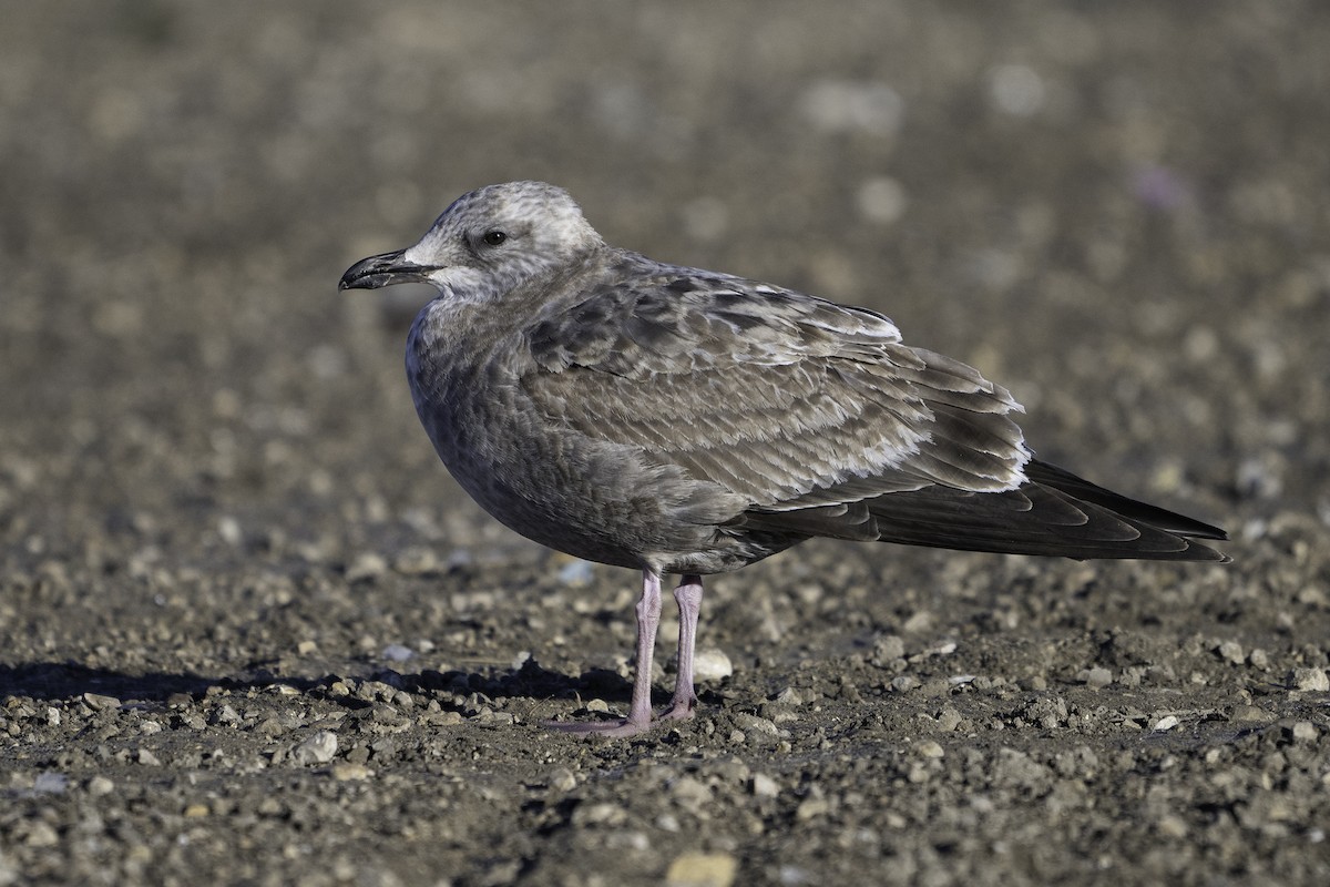American Herring Gull - ML645697715