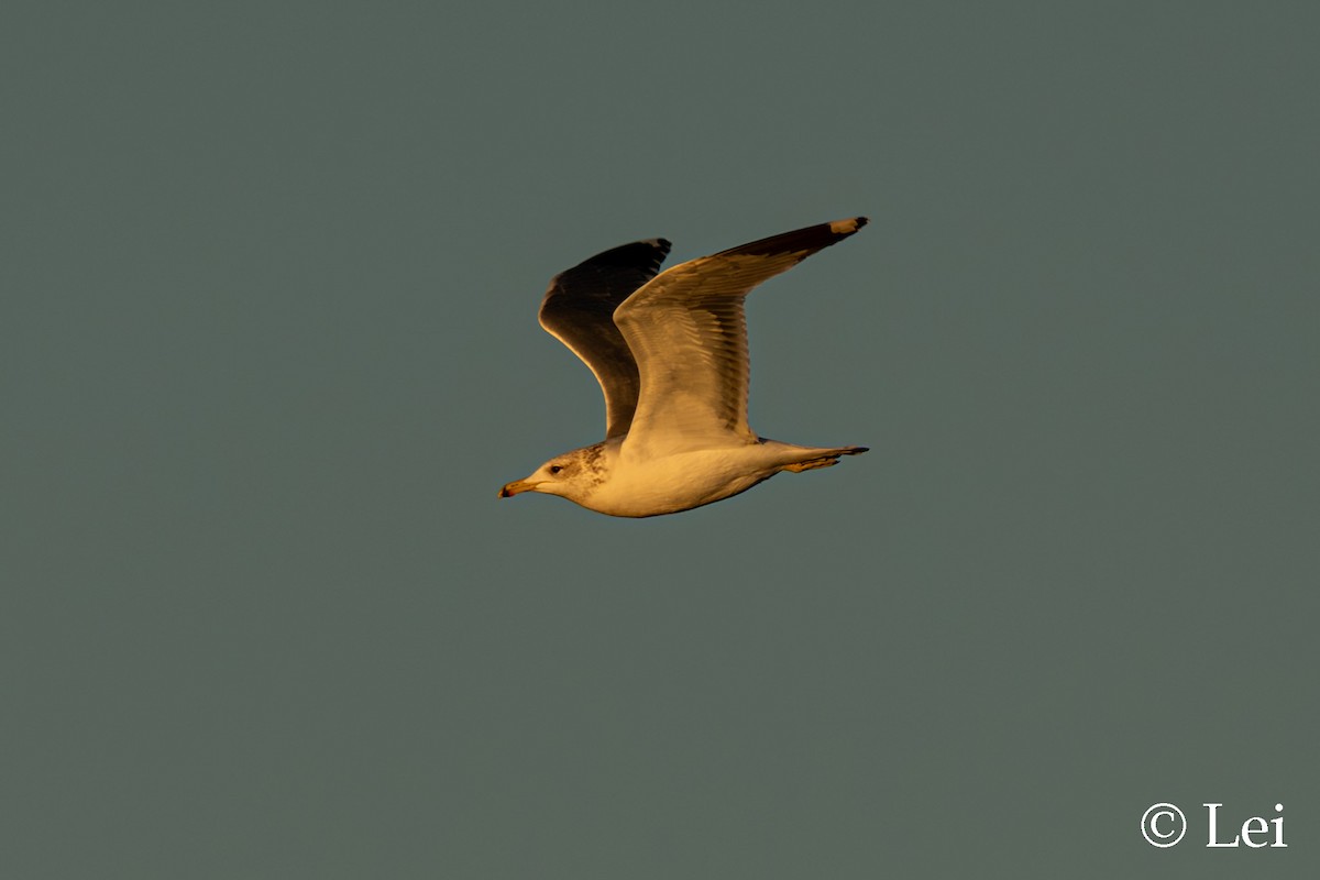 California Gull - ML645697716