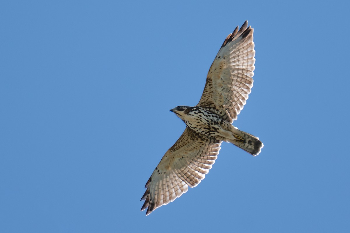 Broad-winged Hawk - ML645697720
