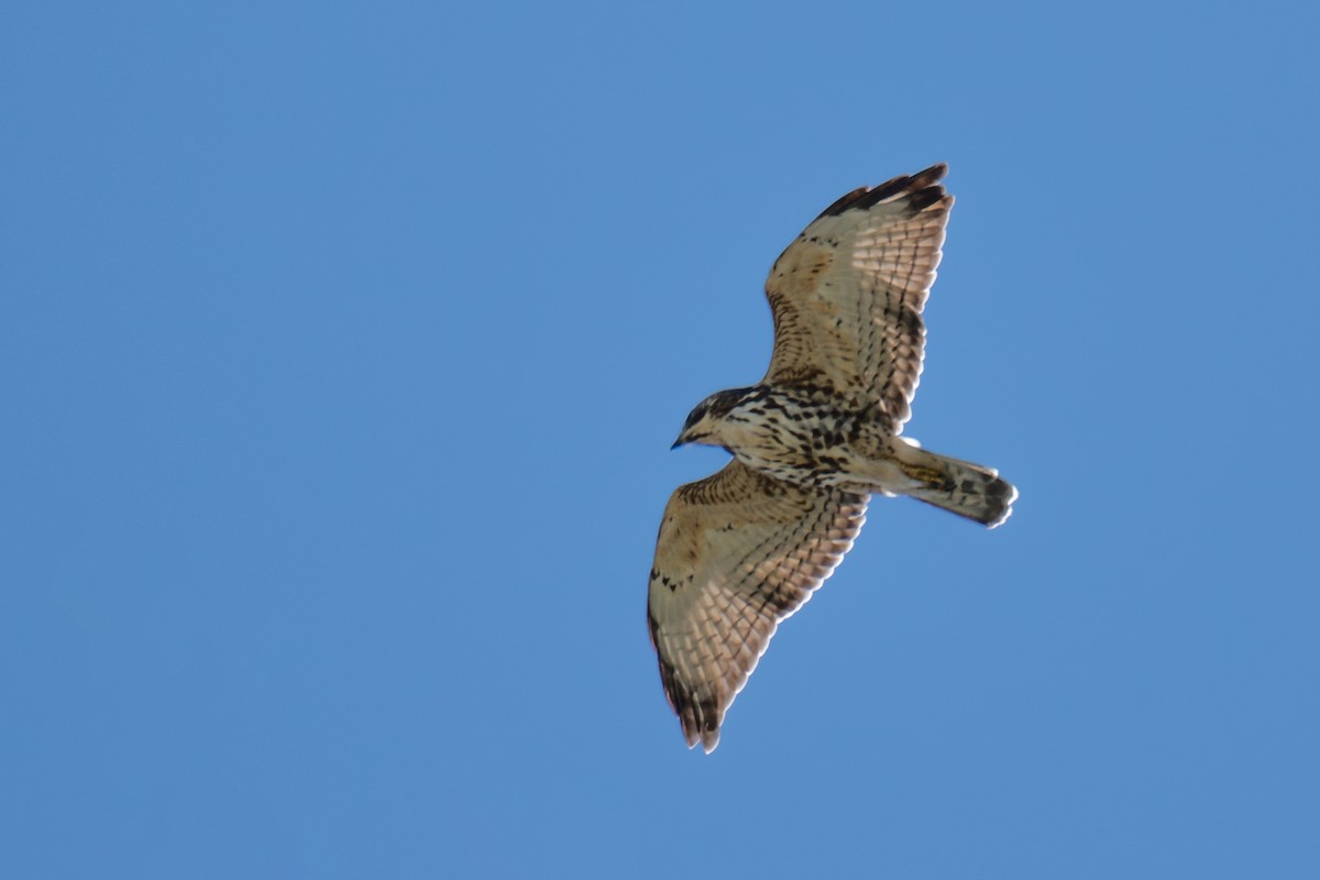 Broad-winged Hawk - ML645697721