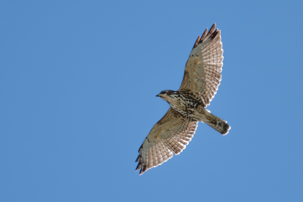 Broad-winged Hawk - ML645697722