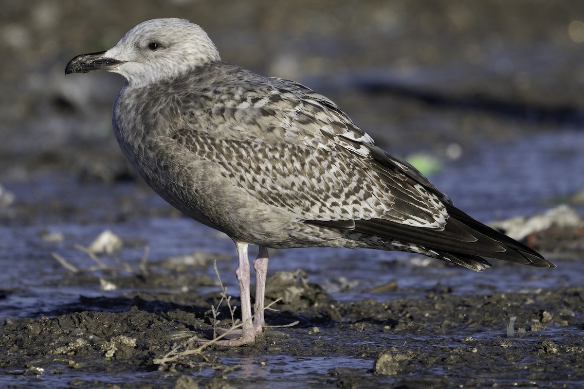 American Herring Gull - ML645697724