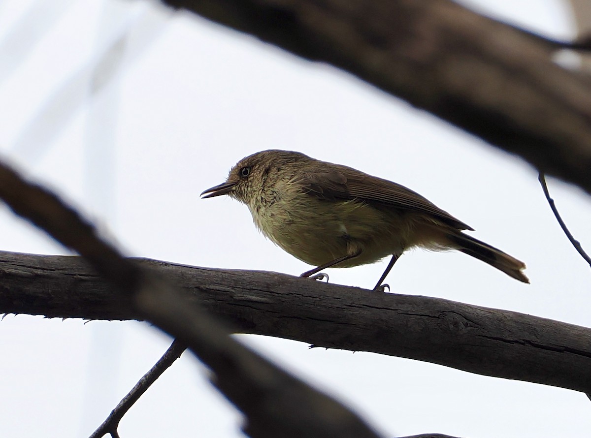Buff-rumped Thornbill - ML645697725