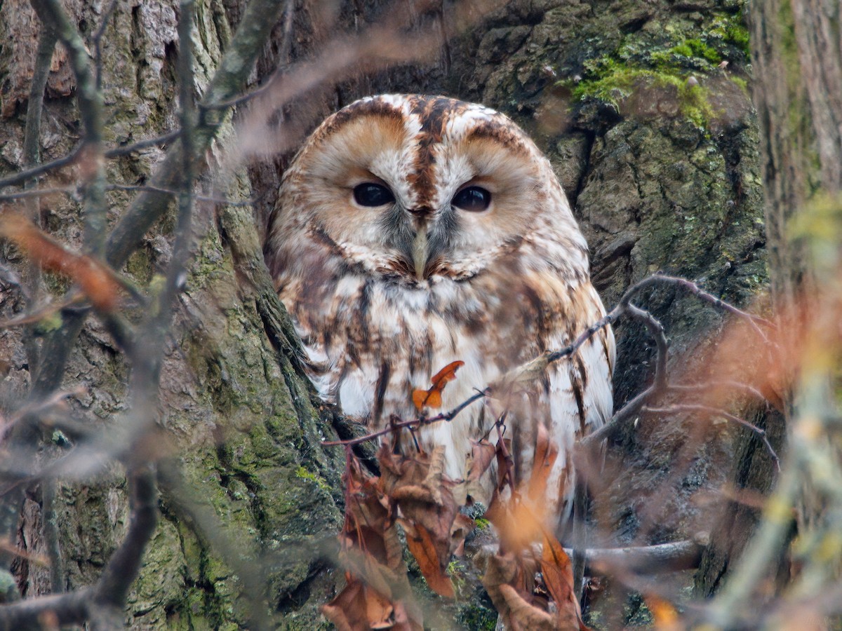 Chouette hulotte - ML645697727