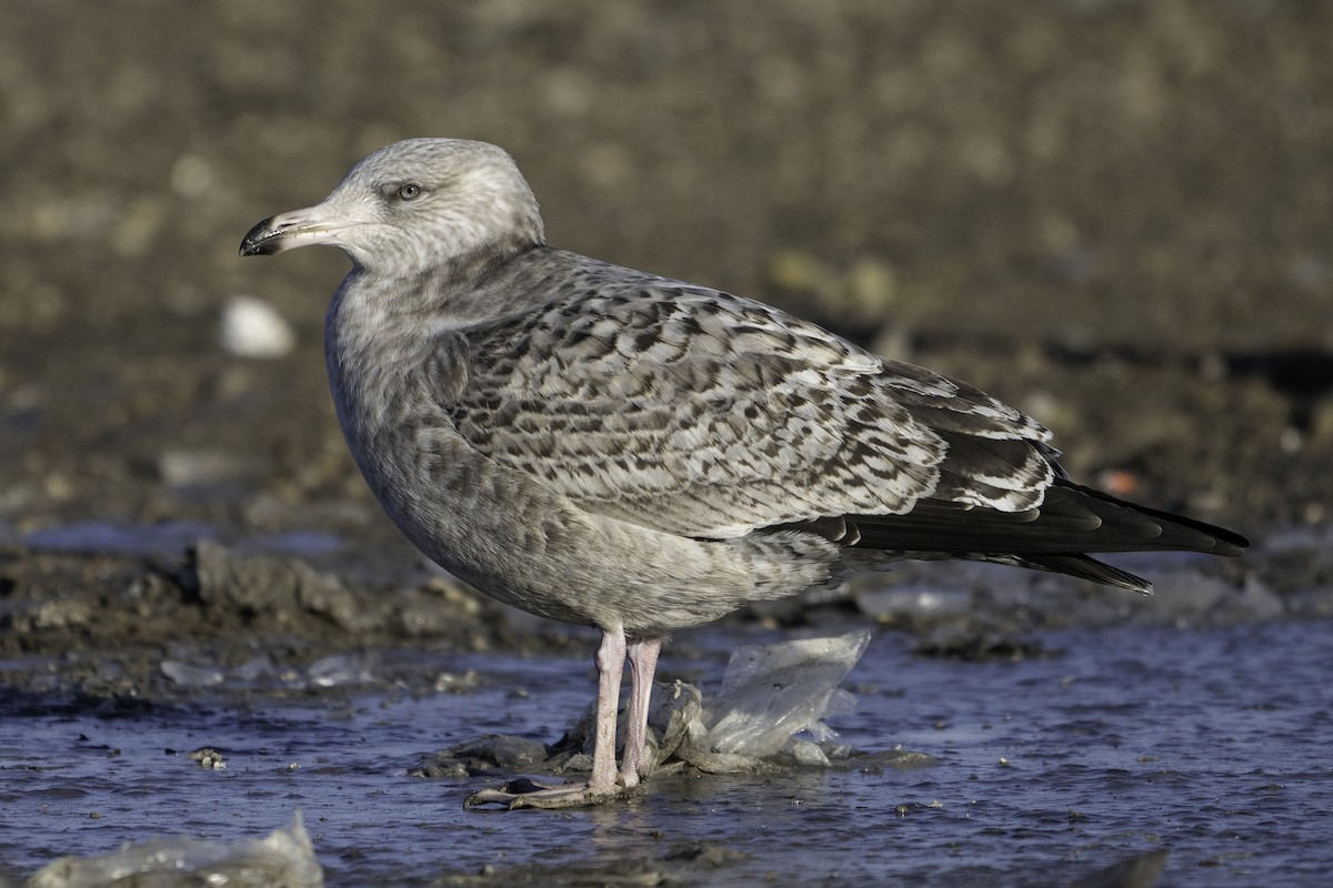 American Herring Gull - ML645697731