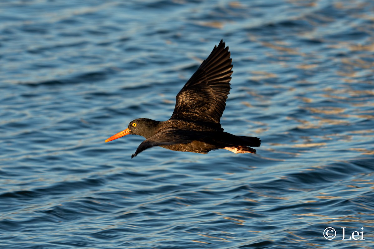 Black Oystercatcher - ML645697732