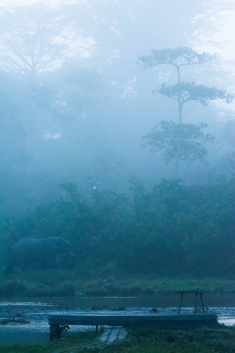 Forest Elephant - ML645697733