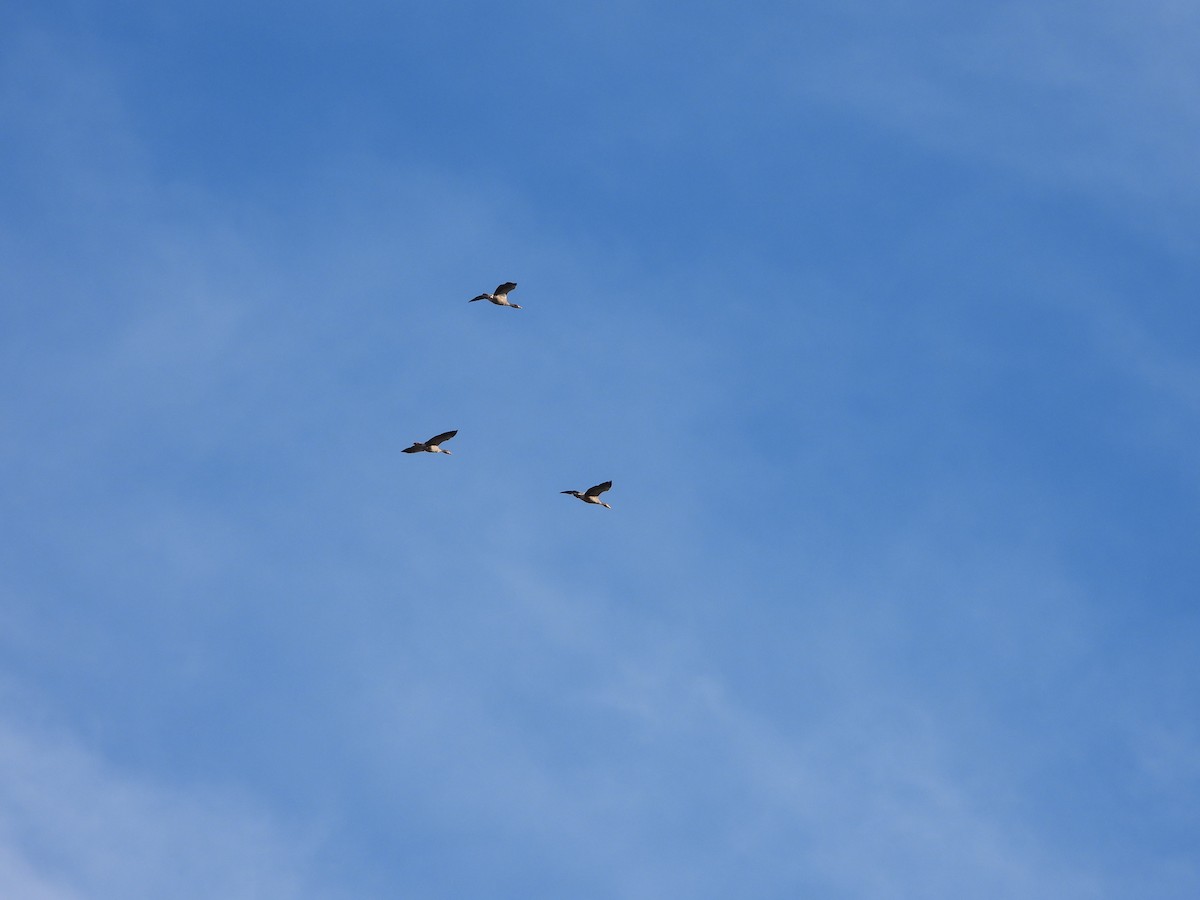 Graylag Goose - ML645697740