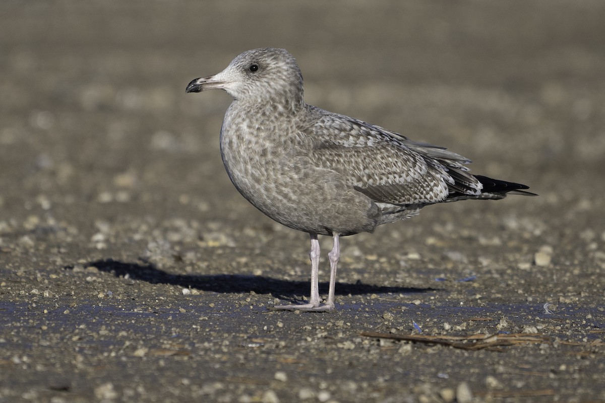American Herring Gull - ML645697743