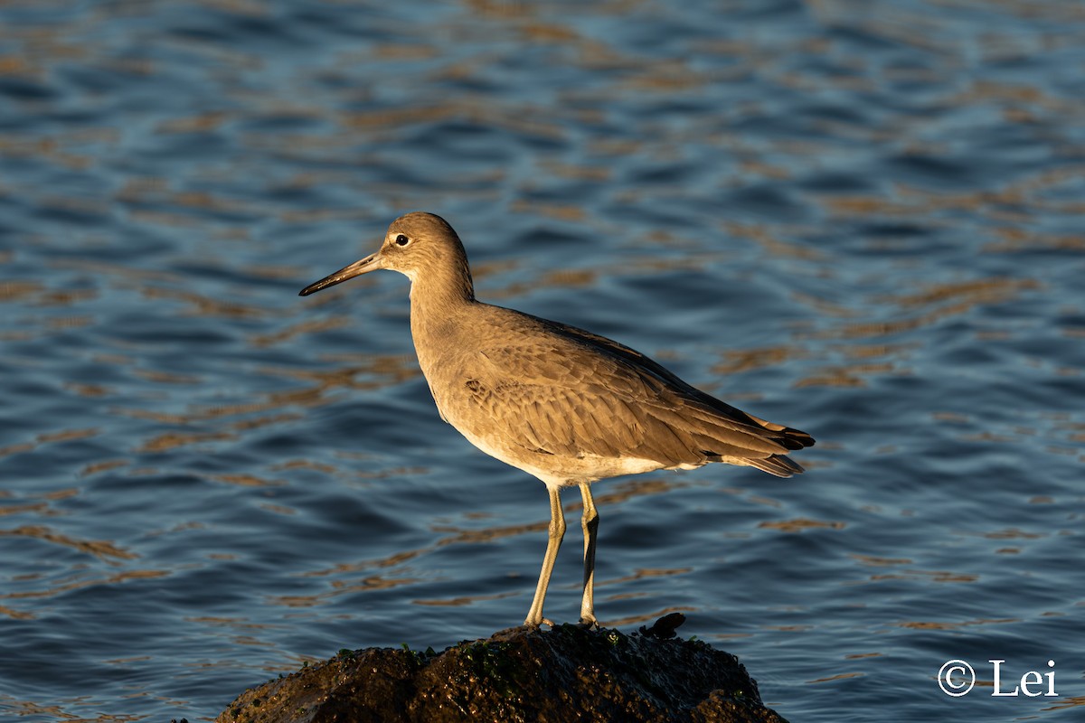 Willet - ML645697745