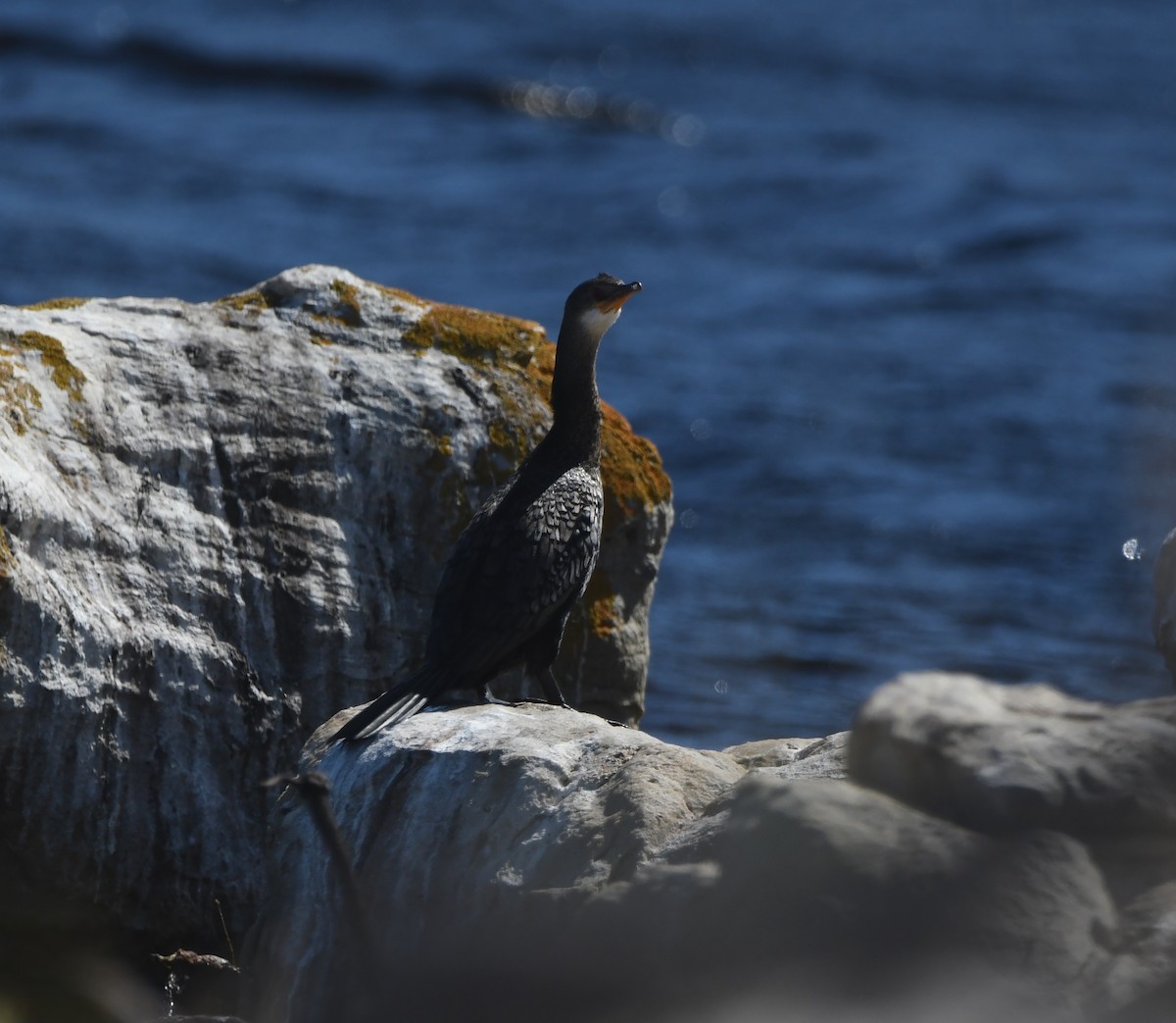 Reed Cormorant - ML645697747