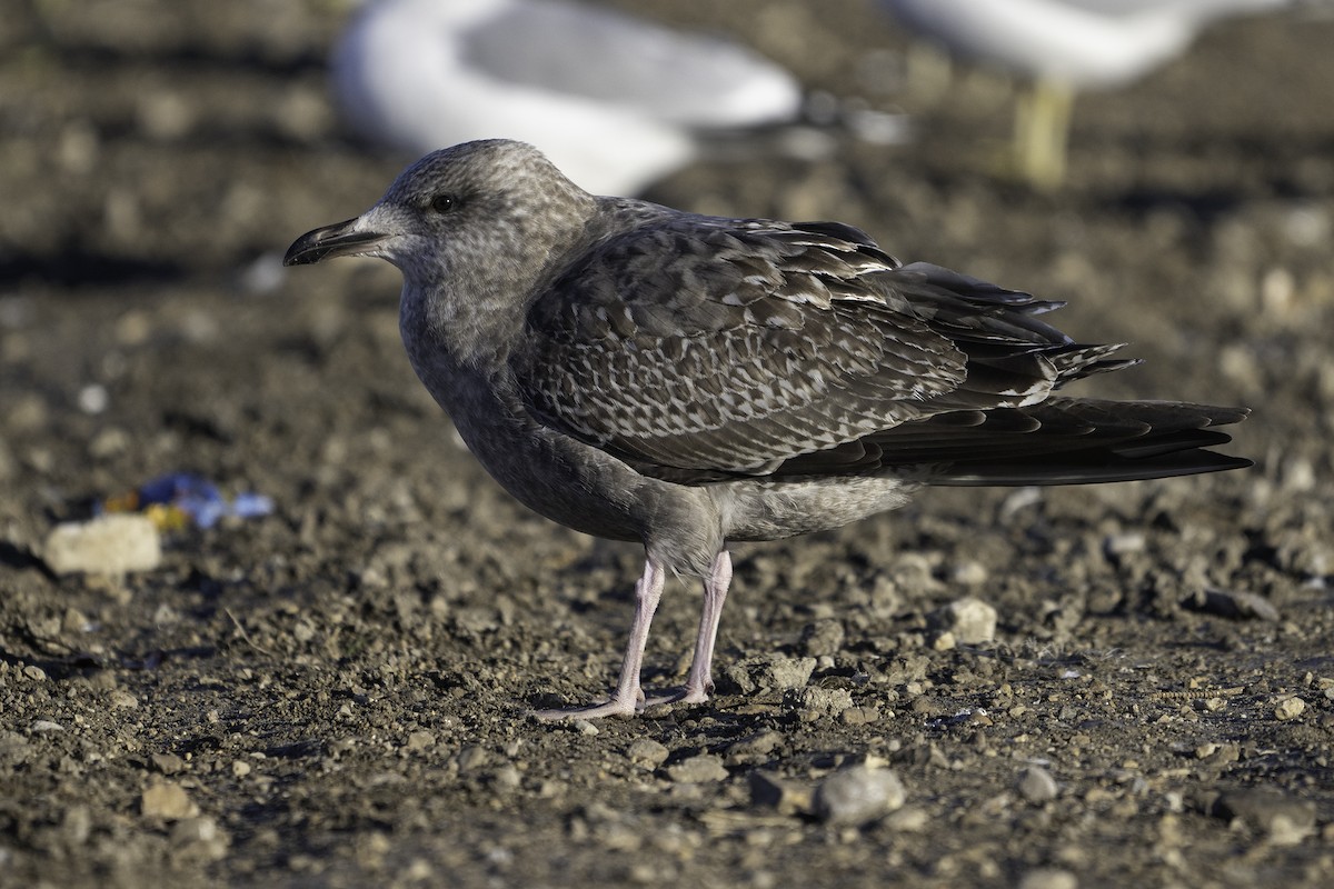 American Herring Gull - ML645697748