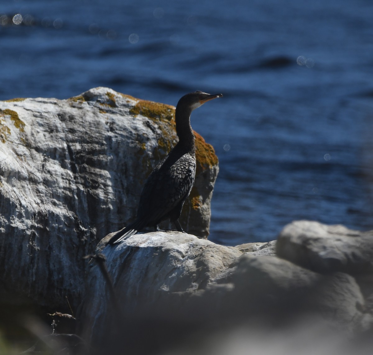 Reed Cormorant - ML645697750