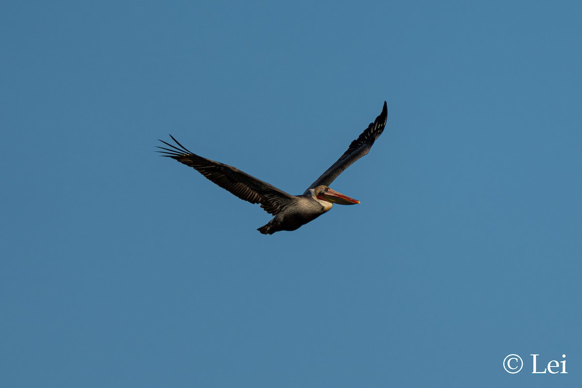Brown Pelican - ML645697751