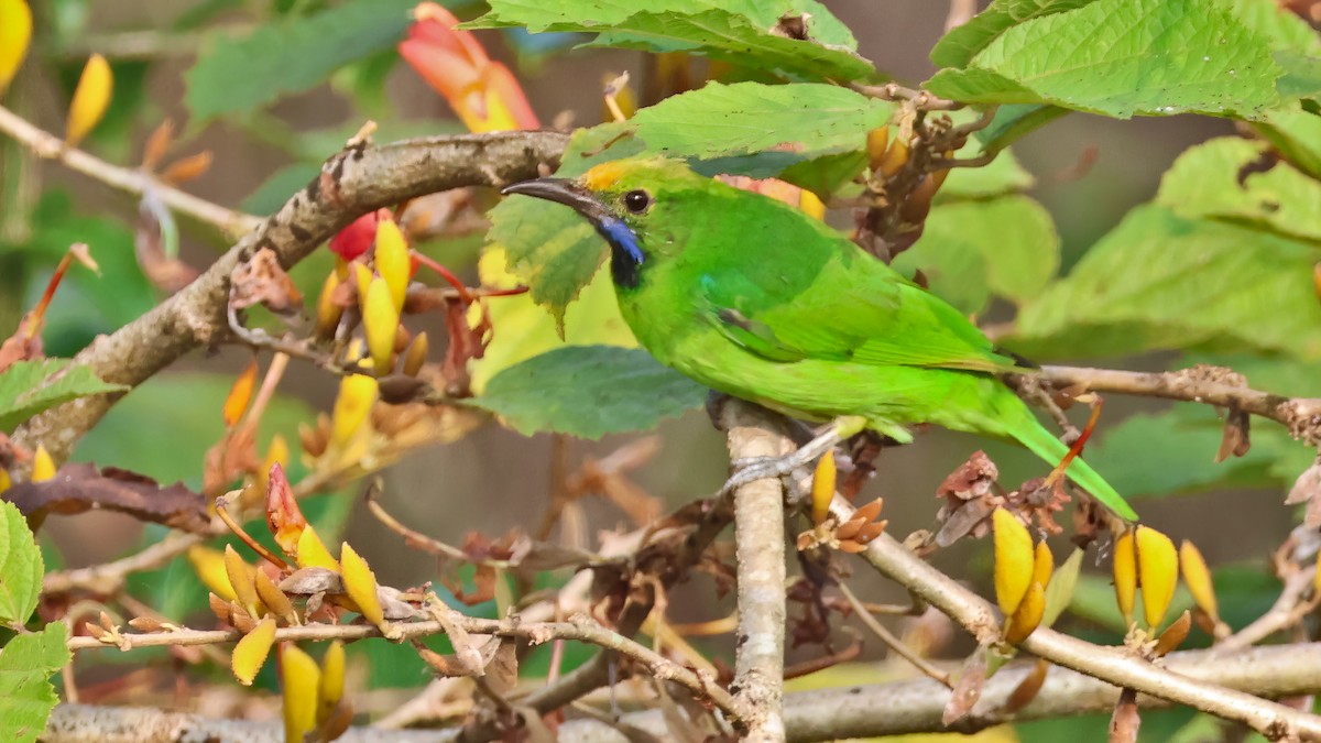 gyllenpannebladfugl - ML645697752