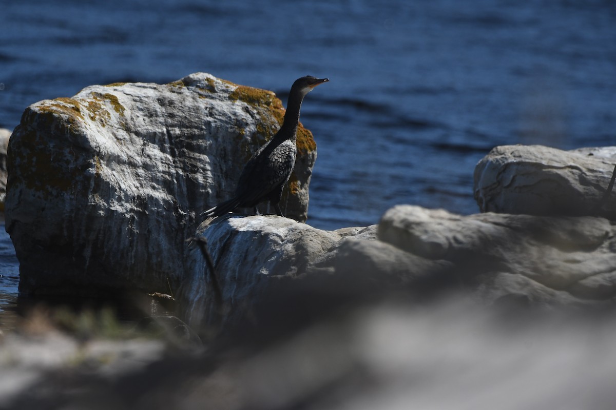 Reed Cormorant - ML645697756