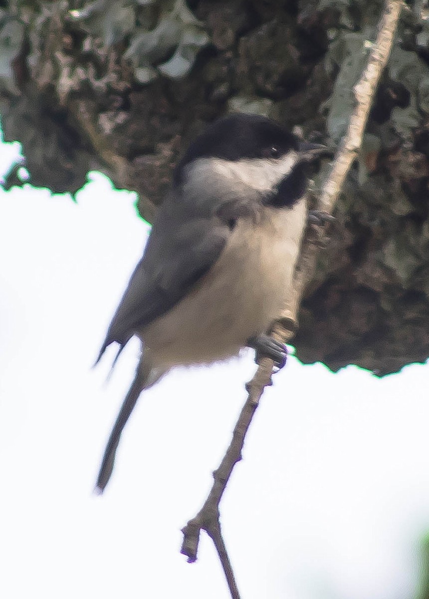 Carolina Chickadee - ML645697762