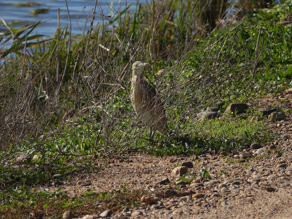 Squacco Heron - ML645697765