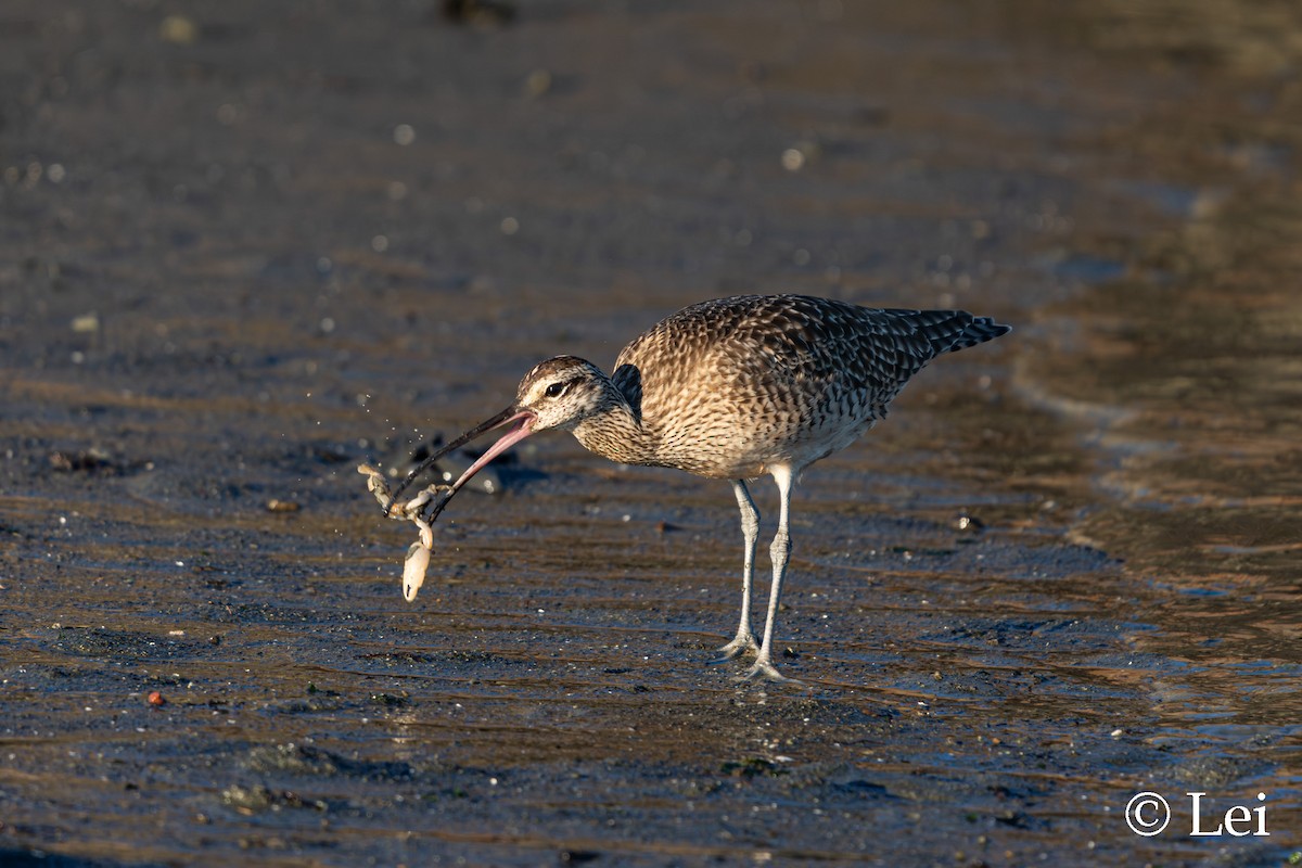 Hudsonian Whimbrel - ML645697766