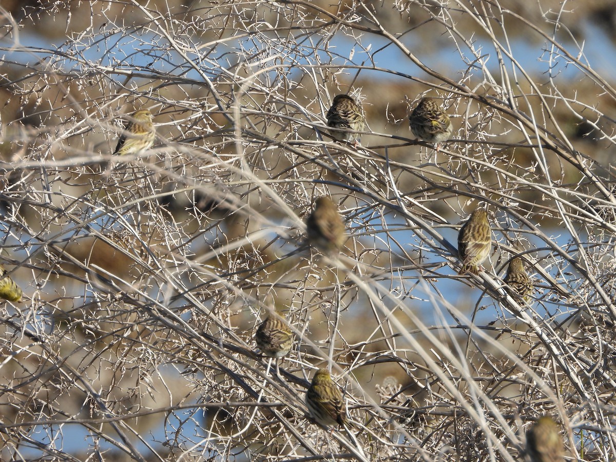 European Serin - ML645697770