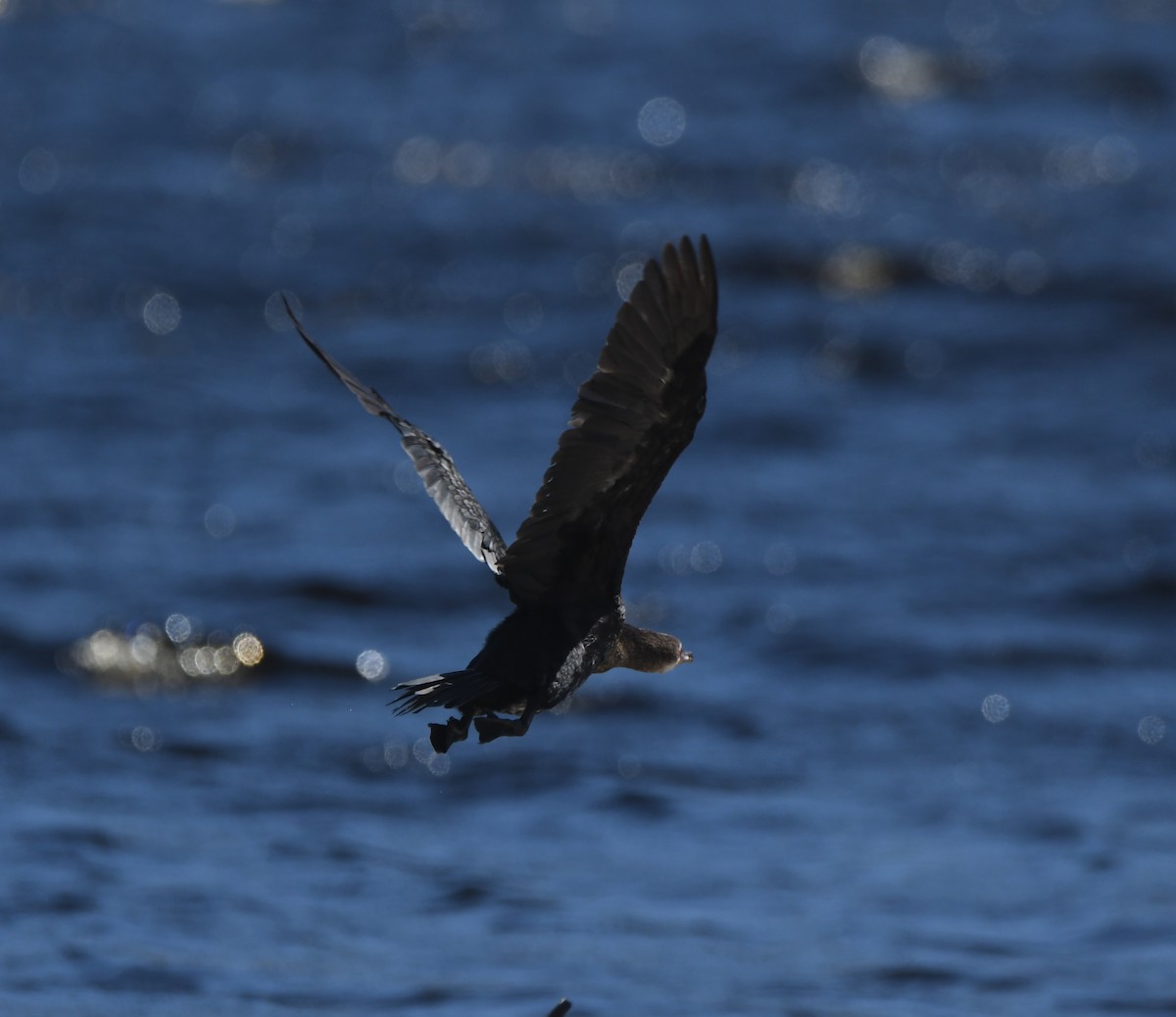 Reed Cormorant - ML645697772