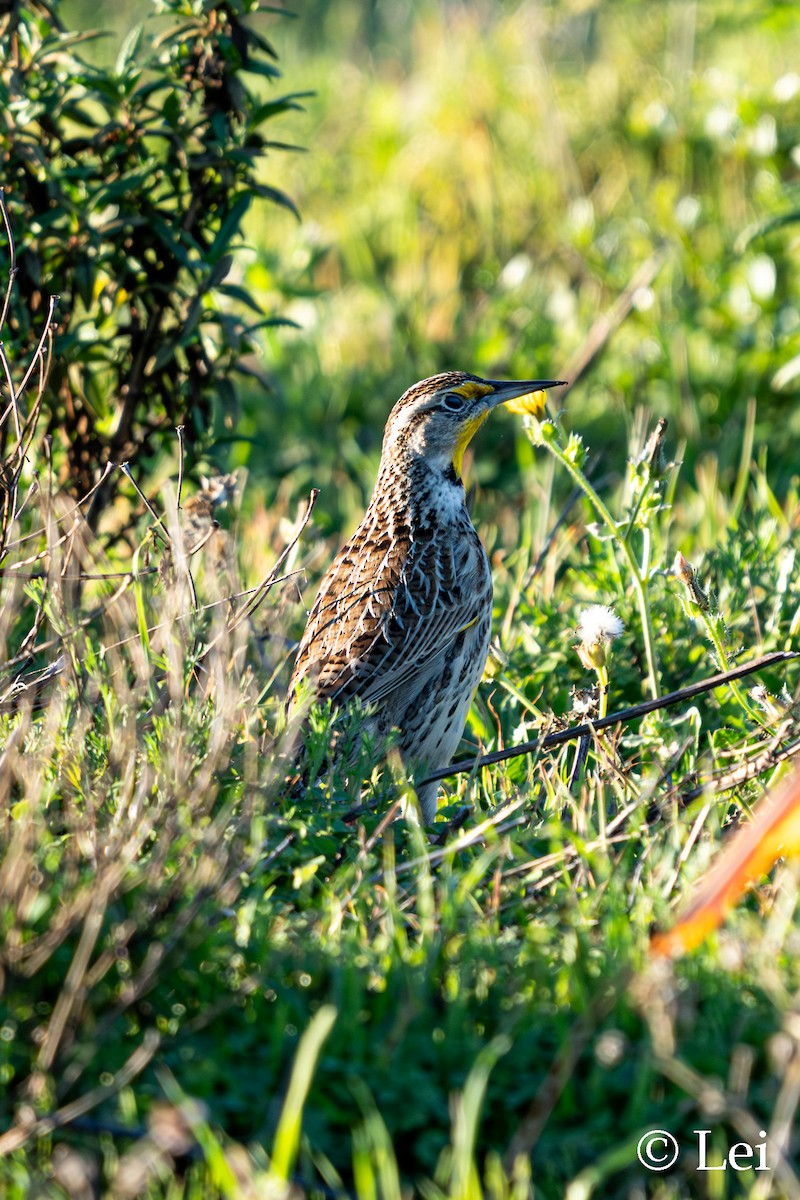 Western Meadowlark - ML645697773