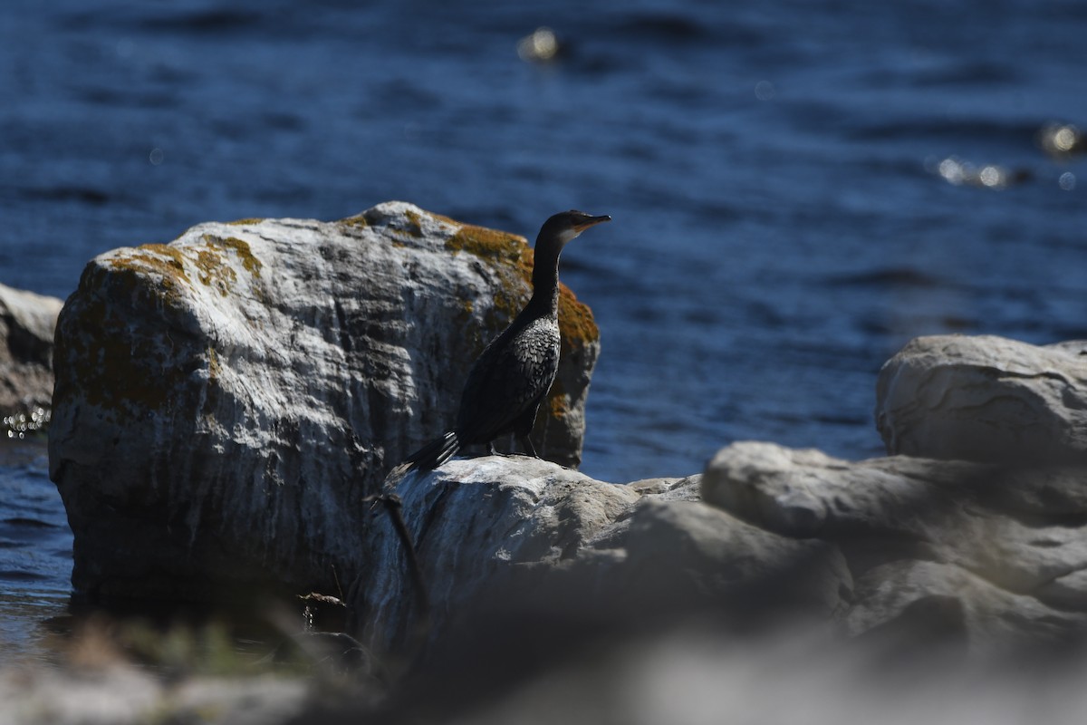 Reed Cormorant - ML645697777