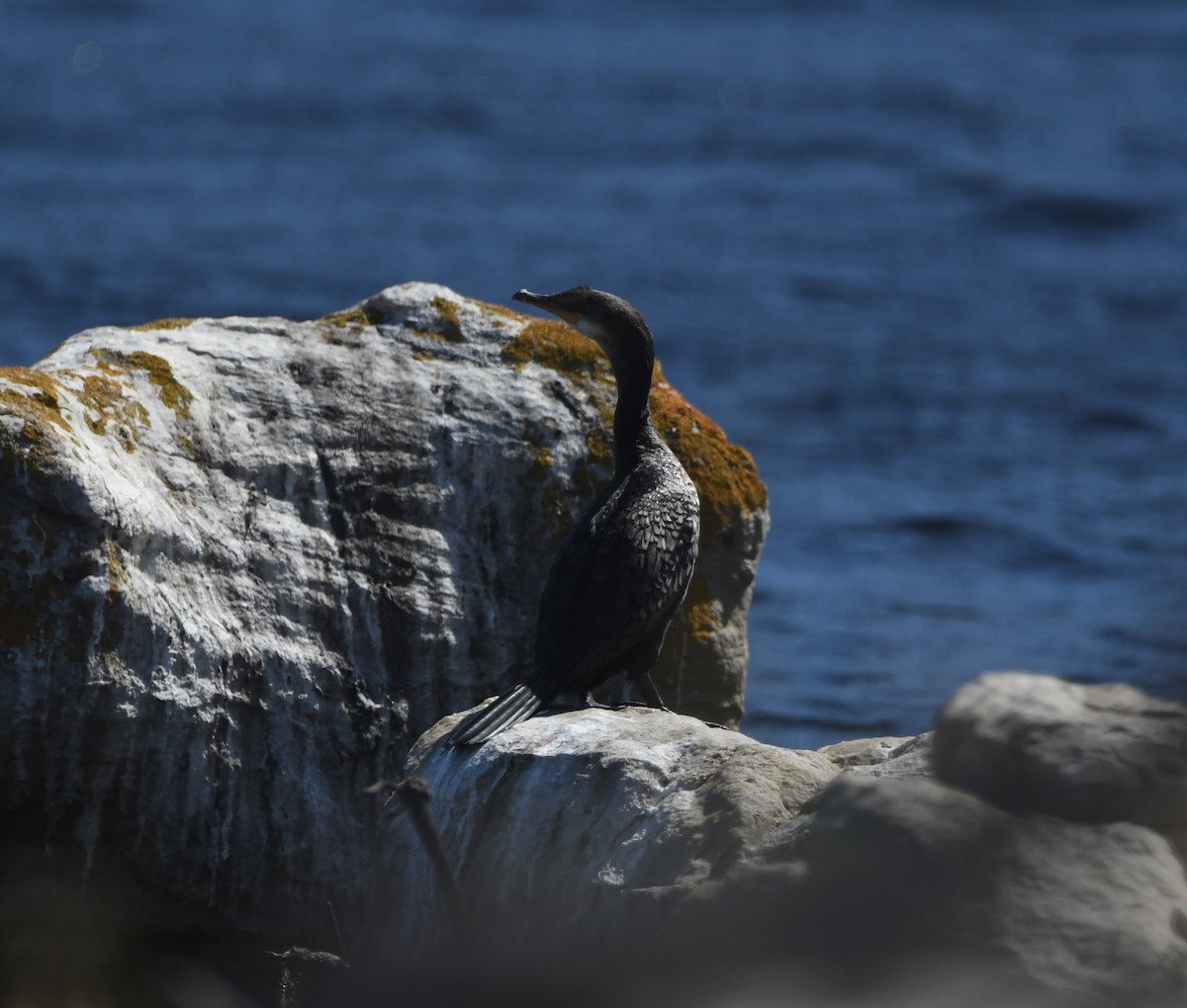 Reed Cormorant - ML645697783